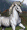 Creature portrait Unicorn small.gif