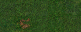 Grass (h).gif