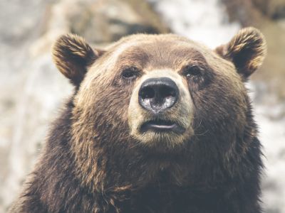 Bear closeup